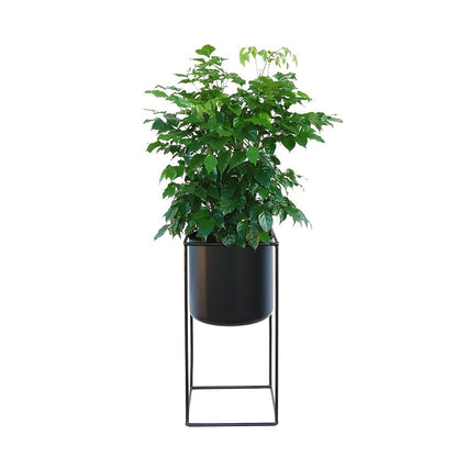 Metal Indoor Plant Stand | Modern Black Powder Coated Rectangular Plant Holder In Two Heights